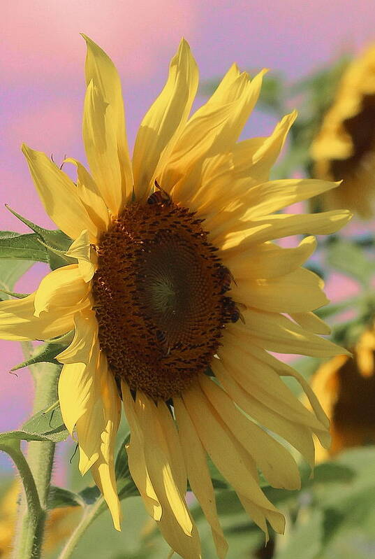 Sunflower Art Print featuring the photograph Sunflower Pop by Cathy Lindsey
