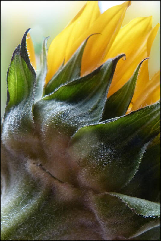 Sunflower Art Print featuring the photograph Sunflower Rear View by Geraldine Alexander