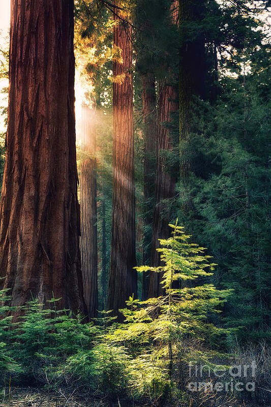Redwood Art Print featuring the photograph Sunlit from Heaven by Jane Rix