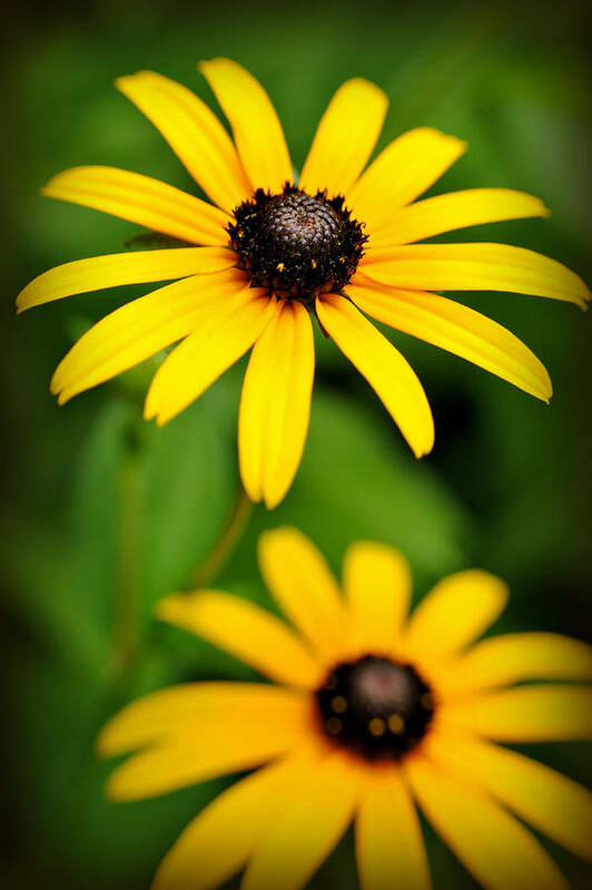 Rudebeckia Art Print featuring the photograph Sunny Black eyed Susan by Kelly Nowak