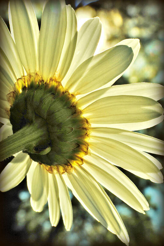 Daisy Art Print featuring the photograph Sunny Shasta Daisy by Kelly Nowak