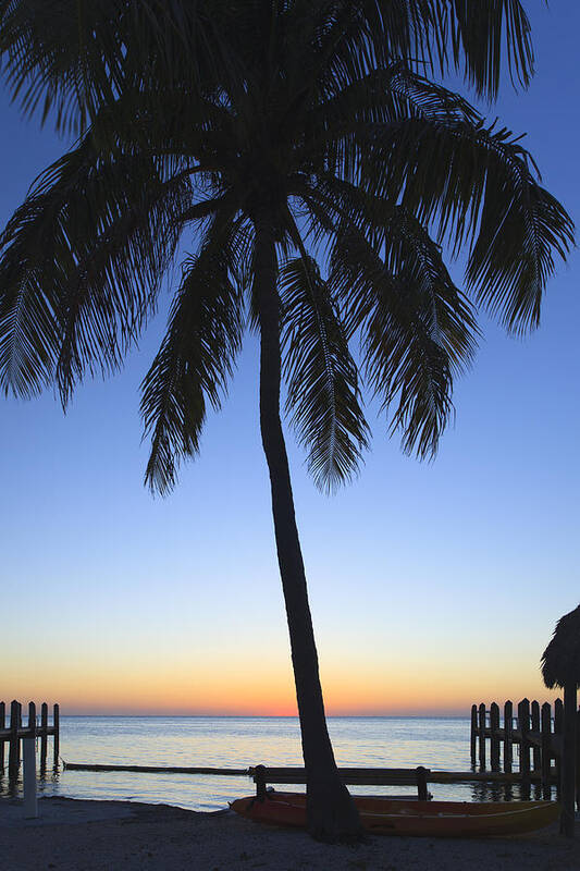 Bayshore Art Print featuring the photograph Sunset Palm by Raul Rodriguez