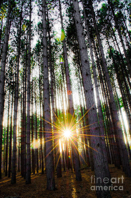 Oak Openings Art Print featuring the photograph Sunset Pines by Michael Arend