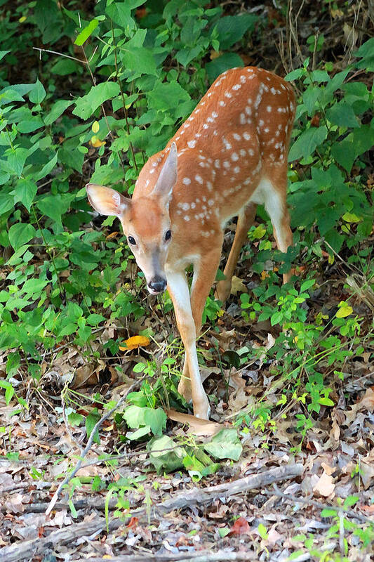 Fawn Art Print featuring the photograph Surprised Fawn by Lorna Rose Marie Mills DBA Lorna Rogers Photography