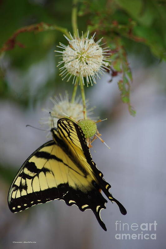 Butterfly Art Print featuring the photograph Swallowtail Butterfly 1 by Tannis Baldwin