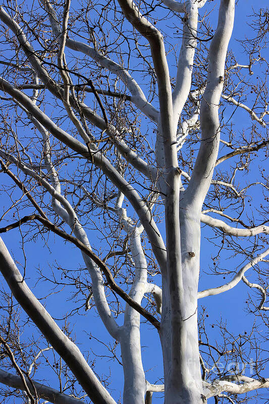 Sycamore Art Print featuring the photograph Sycamore Tree with Blue Winter Sky by Karen Adams