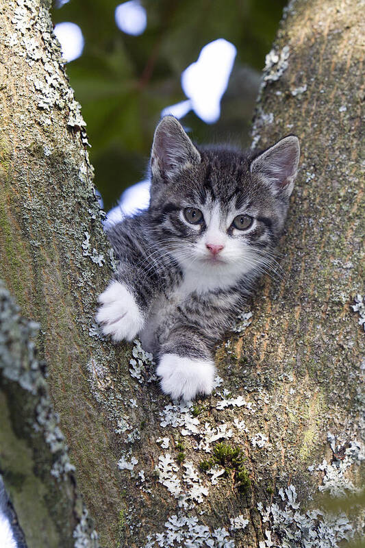 Feb0514 Art Print featuring the photograph Tabby Kitten In Tree Fork by Duncan Usher