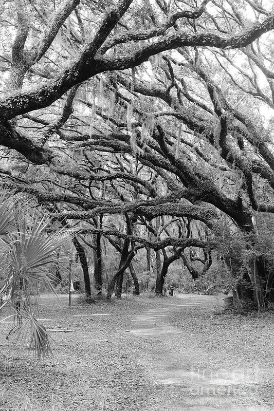 Oaks Art Print featuring the photograph Tangled Oaks by Andre Turner