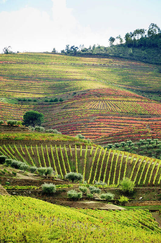 Scenics Art Print featuring the photograph Terraced Field Vineyard In Its Autumn by Ogphoto