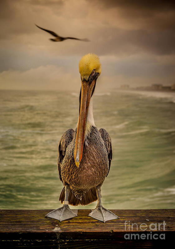 Nature Art Print featuring the photograph That's Mr. Pelican to You by Steven Reed