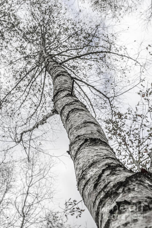 Birch Art Print featuring the photograph The Birch Tree by Hannes Cmarits