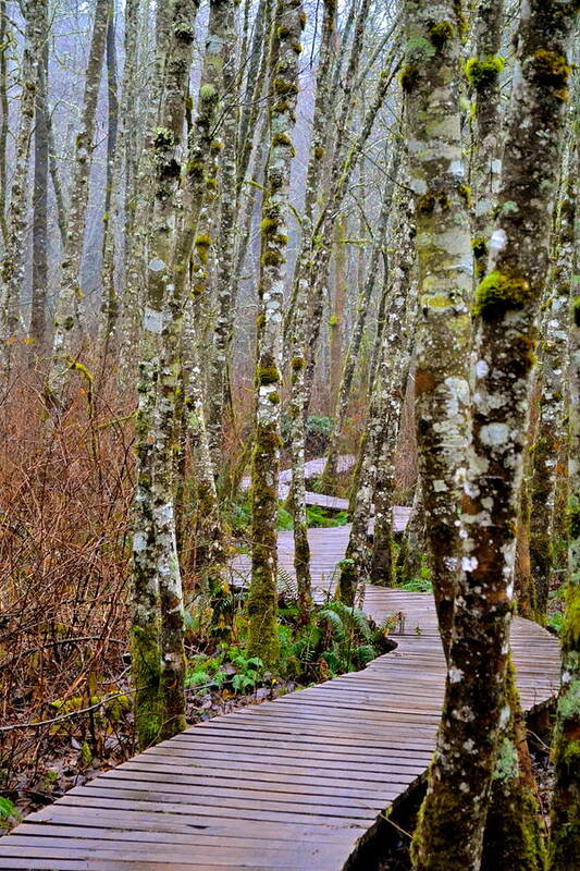 Washington Art Print featuring the photograph The Boardwalk by Jody Partin