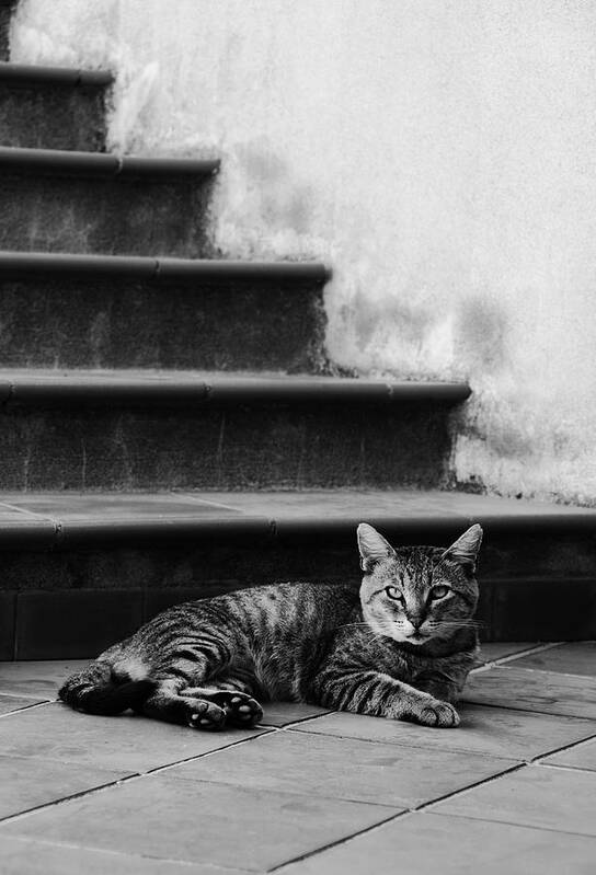 Cat Art Print featuring the photograph The boss by Laura Melis