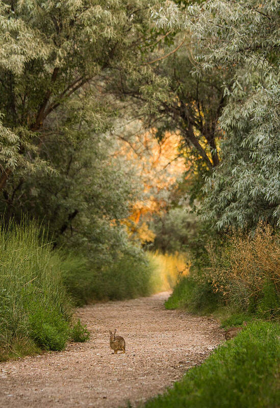 Bunny Art Print featuring the photograph The Bunny Trail by Hermes Fine Art