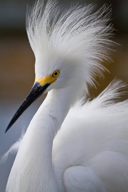 Alert Art Print featuring the photograph The Crest of a Snowy Egret by Andres Leon