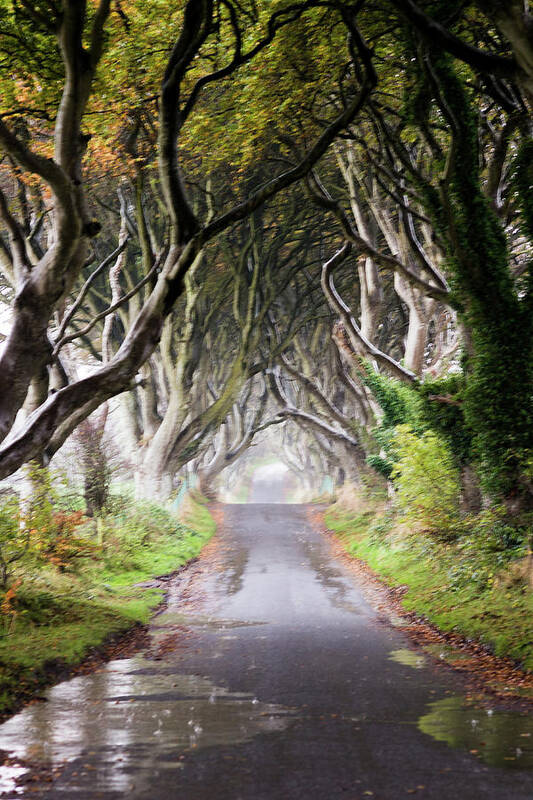 Tranquility Art Print featuring the photograph The Dark Hedges In The Rain by Images By Thomas Blake Photography