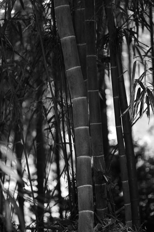 Bamboo Art Print featuring the photograph The Emperor's Garden by Brad Brizek