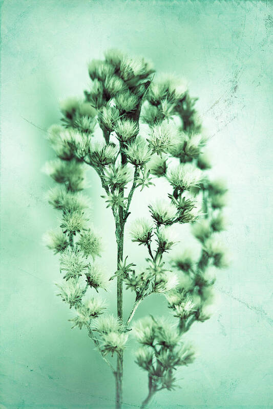Plant Art Print featuring the photograph The Feeling Only Grows Stronger by Shane Holsclaw