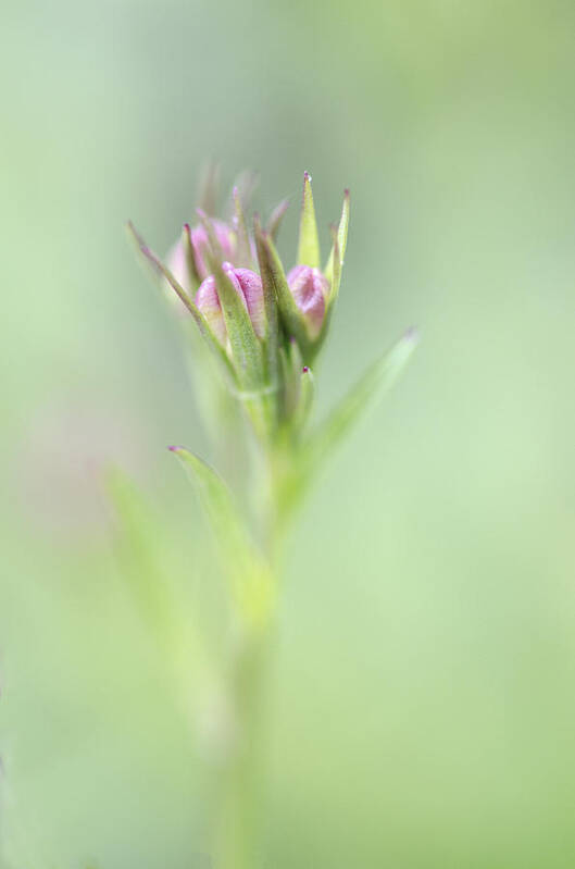 Bokeh Art Print featuring the photograph The Fog Inside my Mind by Sandra Parlow