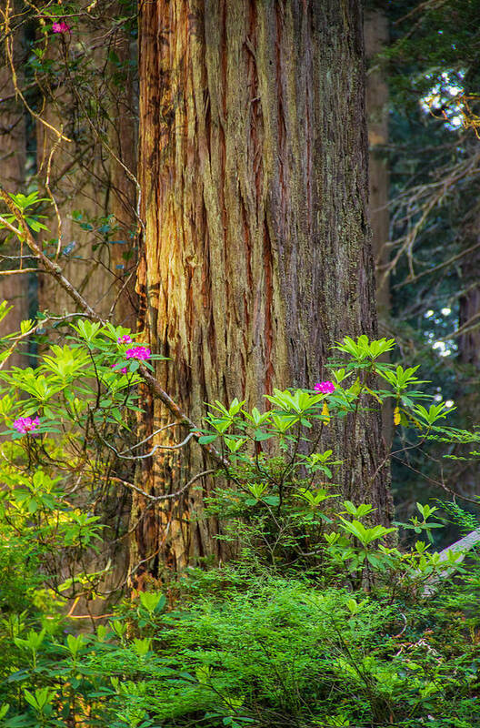 Redwoods Art Print featuring the photograph The giant and the flower by Kunal Mehra