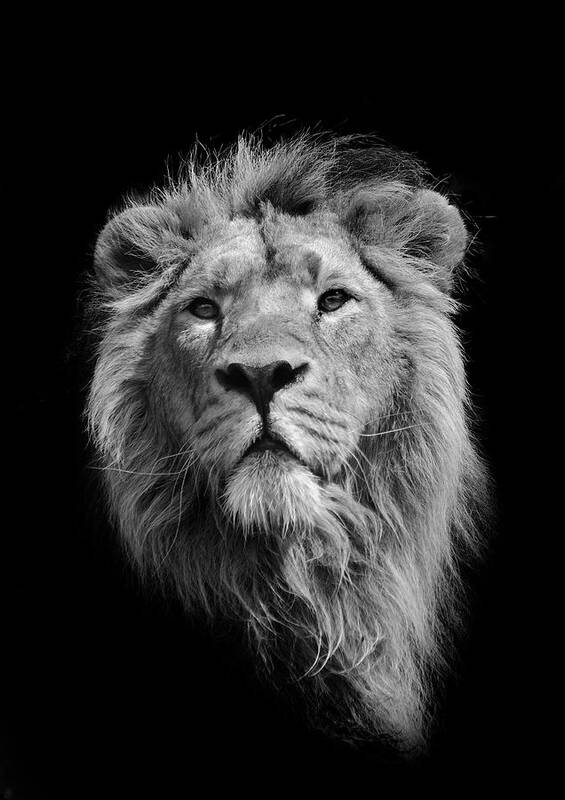 Animal Themes Art Print featuring the photograph The King Asiatic Lion by Stephen Bridson Photography
