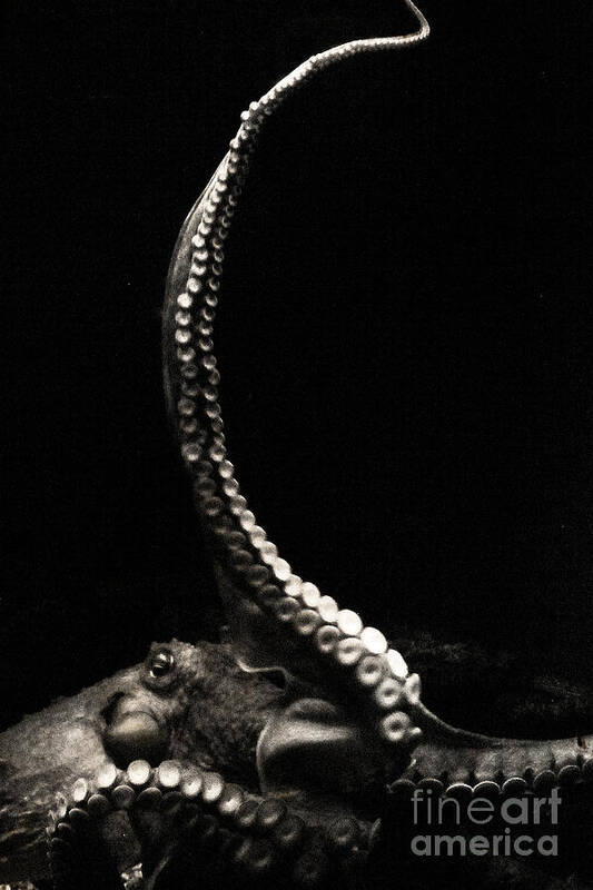 Octopus Art Print featuring the photograph The Kraken's Whip by Sharon Kalstek-Coty