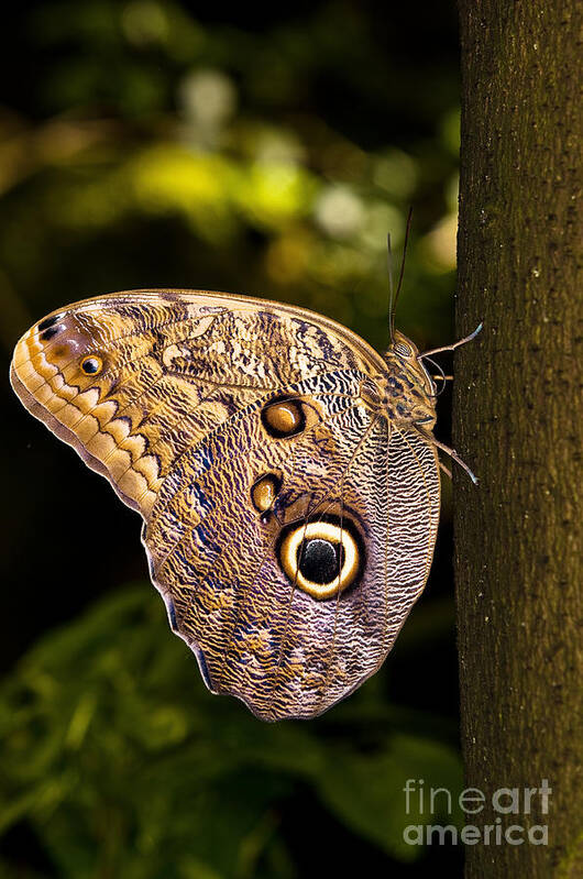 The Owl Butterfly Art Print featuring the photograph The Owl Butterfly On Tree by Terry Elniski