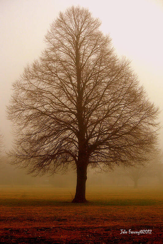 Tree Art Print featuring the photograph The Perfect Tree by Jale Fancey