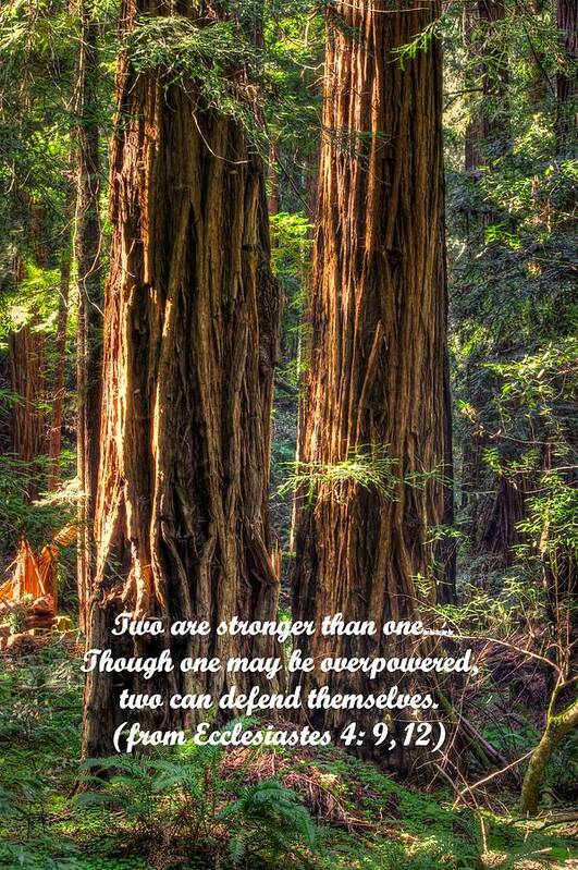 California Art Print featuring the photograph The Strength of Two - from Ecclesiastes 4.9 and 4.12 - Muir Woods National Monument by Michael Mazaika