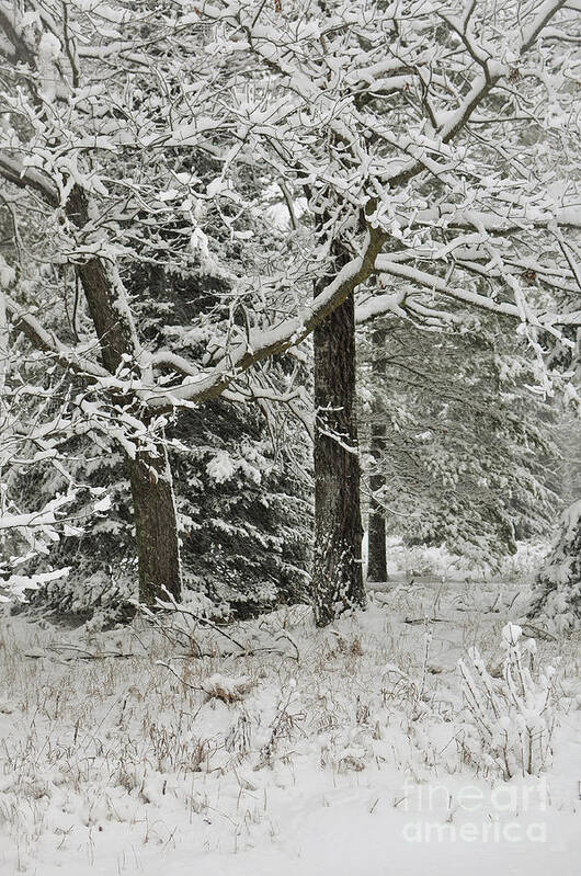 Snow Art Print featuring the photograph The Weight of Winter by Gwen Gibson