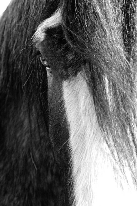 Clydesdale Art Print featuring the photograph Theoden in BW by Kristia Adams