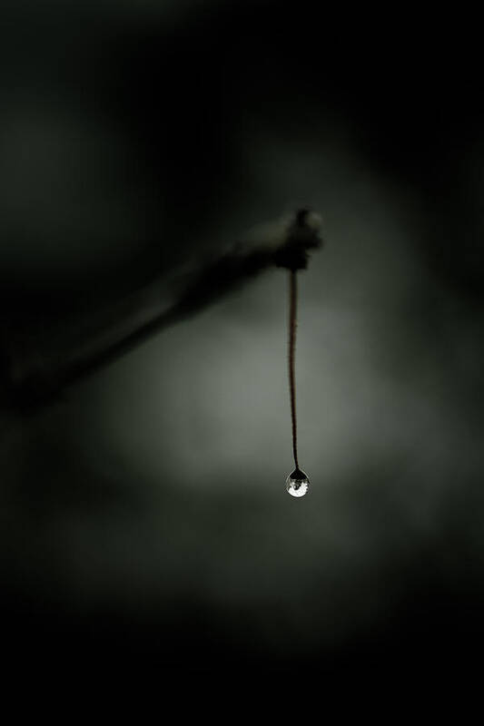 Droplet Art Print featuring the photograph Thirst by Shane Holsclaw