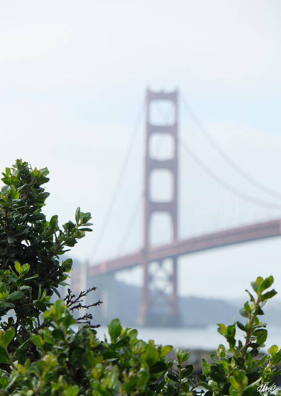 Golden Gate Bridge Photos Art Print featuring the photograph This Twig by Laura Hol Art