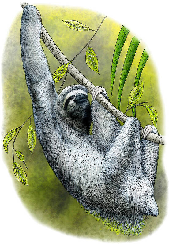 Pale-throated Three-toed Sloth Art Print featuring the photograph Three-toed Sloth by Roger Hall