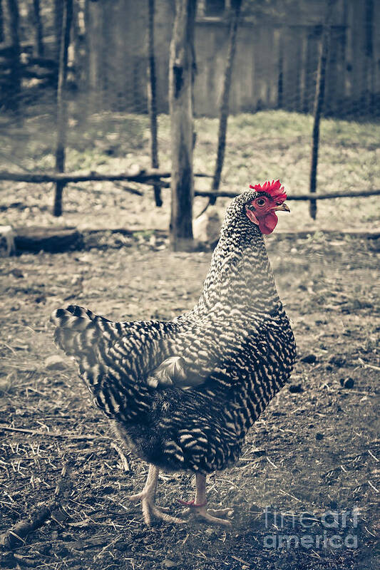 Animal Art Print featuring the photograph Through the Barb Wire Fence - Sally by Trish Mistric