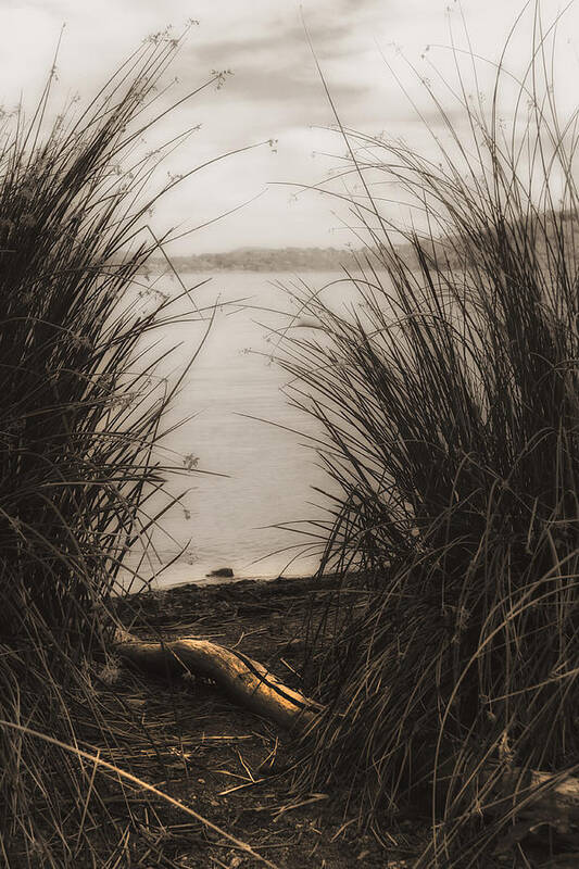 Sepia Art Print featuring the photograph Through the Rushes by Kandy Hurley
