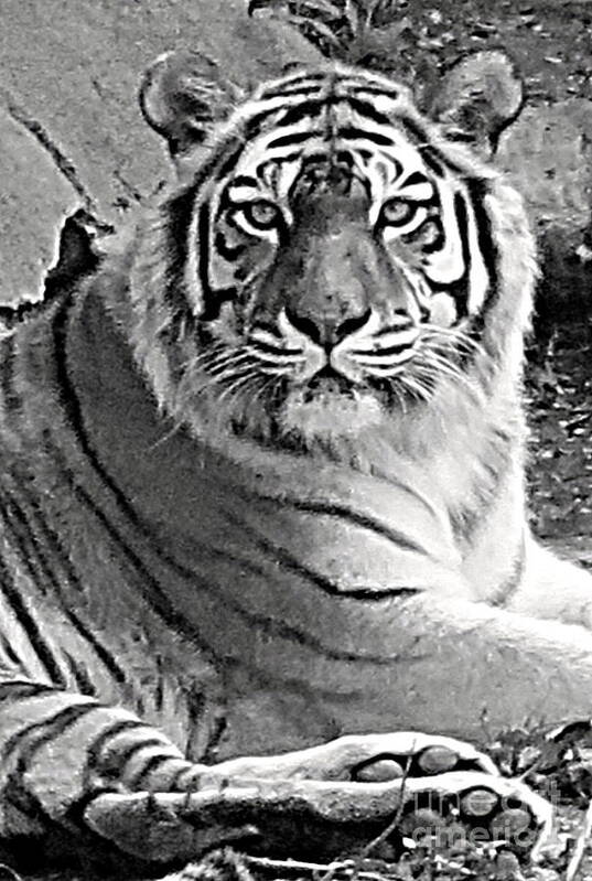 Tiger Art Print featuring the photograph Tiger in Black and White by Patricia Januszkiewicz