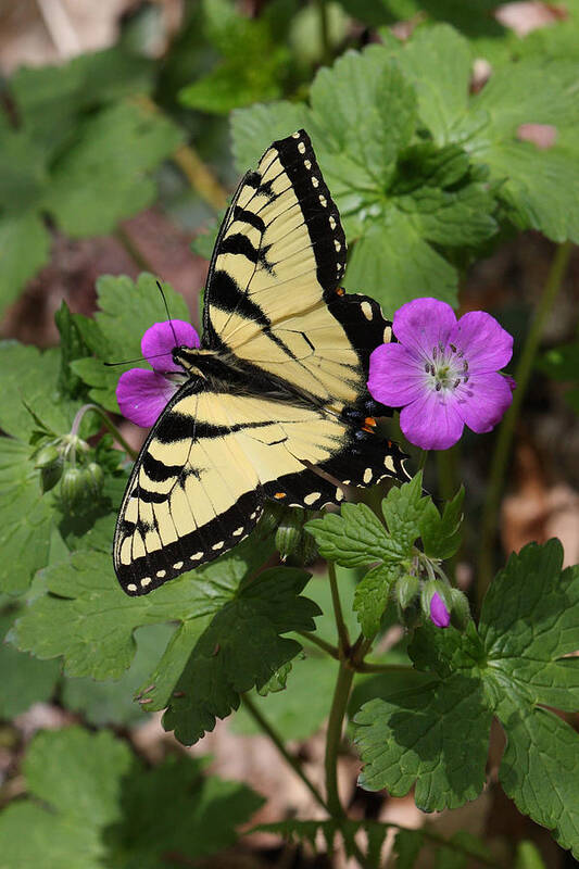Tiger Swallowtail Butterfly On Geranium Art Print featuring the photograph Tiger Swallowtail Butterfly On Geranium by Daniel Reed