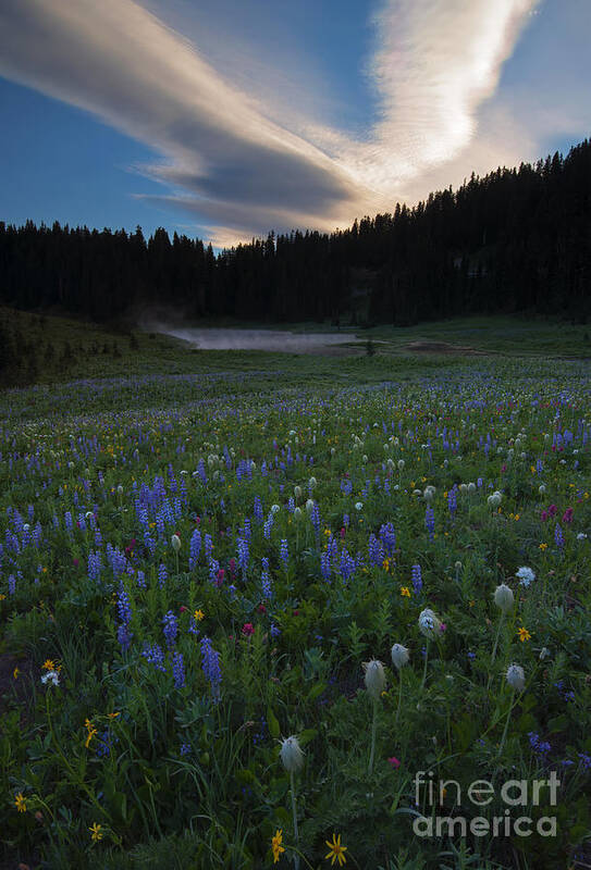 Wildflowers Art Print featuring the photograph Tipsoo Sunrise by Michael Dawson