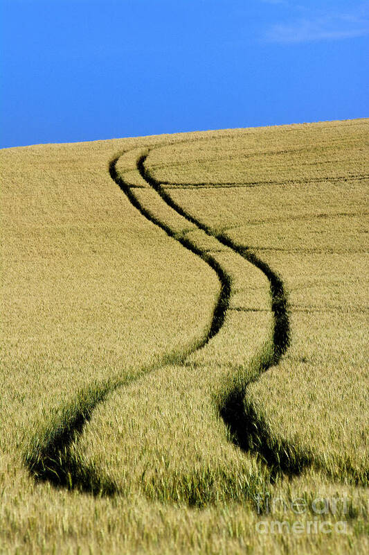 Outdoors Art Print featuring the photograph Tire tracks in a wheat field. Auvergne. France. by Bernard Jaubert