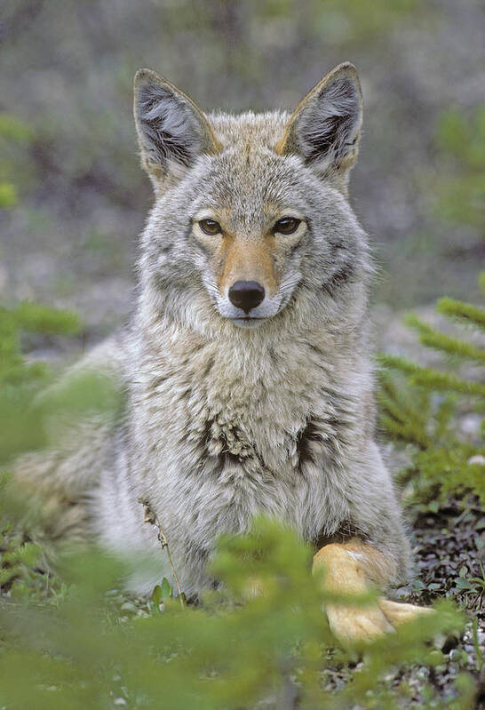  Art Print featuring the photograph Tk0607, Thomas Kitchin Coyote In Spring by First Light