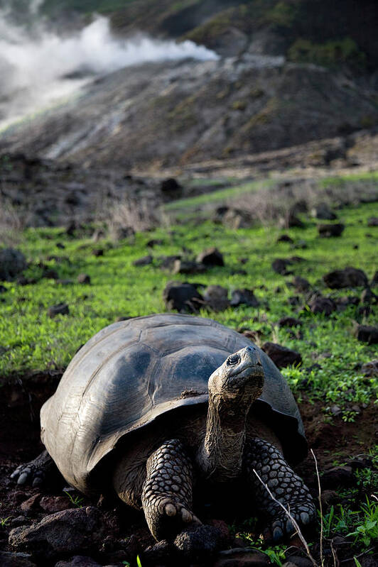 Animal Art Print featuring the photograph Tortoise Giant Tortoise Reptile by Eric Rorer