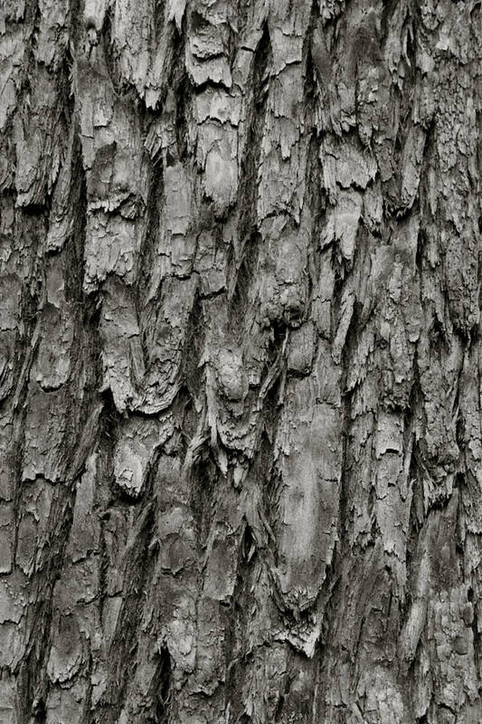Texture Art Print featuring the photograph Tree Bark by Amarildo Correa