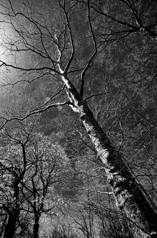 Trees Art Print featuring the photograph Tree Capillaries by Larry Goss
