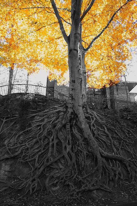 Tree Art Print featuring the photograph Tree in Falls Park.  by Adam Powell