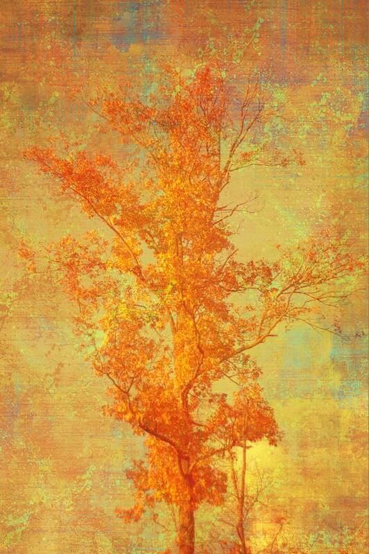 Orange Art Print featuring the photograph Tree In Sunlight by Suzanne Powers
