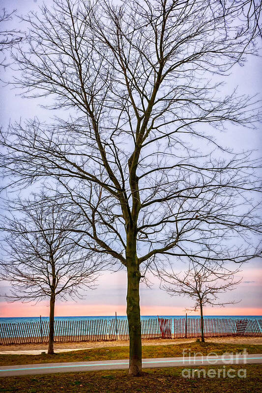 Tree Art Print featuring the photograph Trees at the Boardwalk in Toronto by Elena Elisseeva