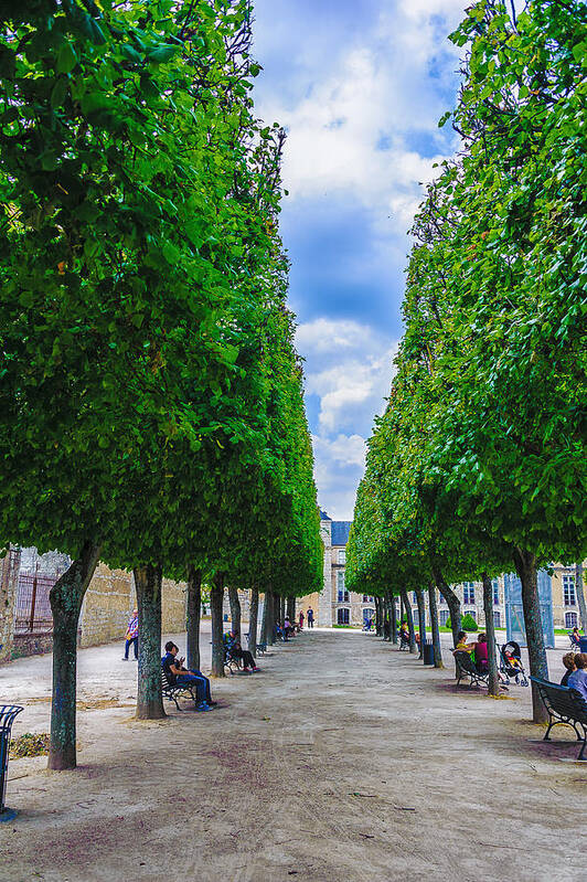 France Art Print featuring the photograph Trimmed Trees by Louis Dallara
