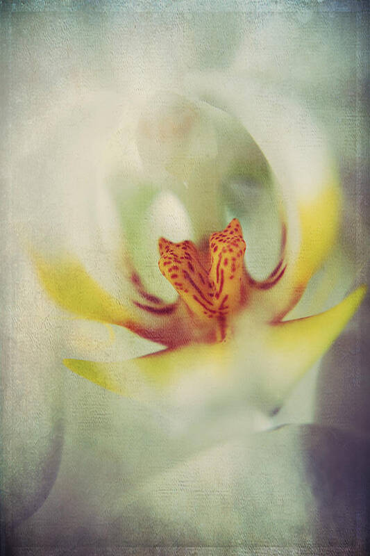 Orchids Art Print featuring the photograph True by Laurie Search