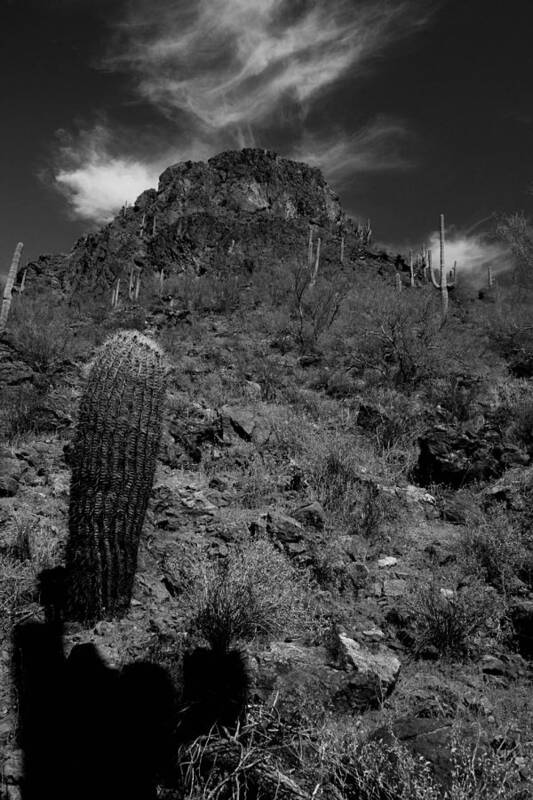 Landscape Art Print featuring the photograph Tucson Cactus by Scott Cunningham